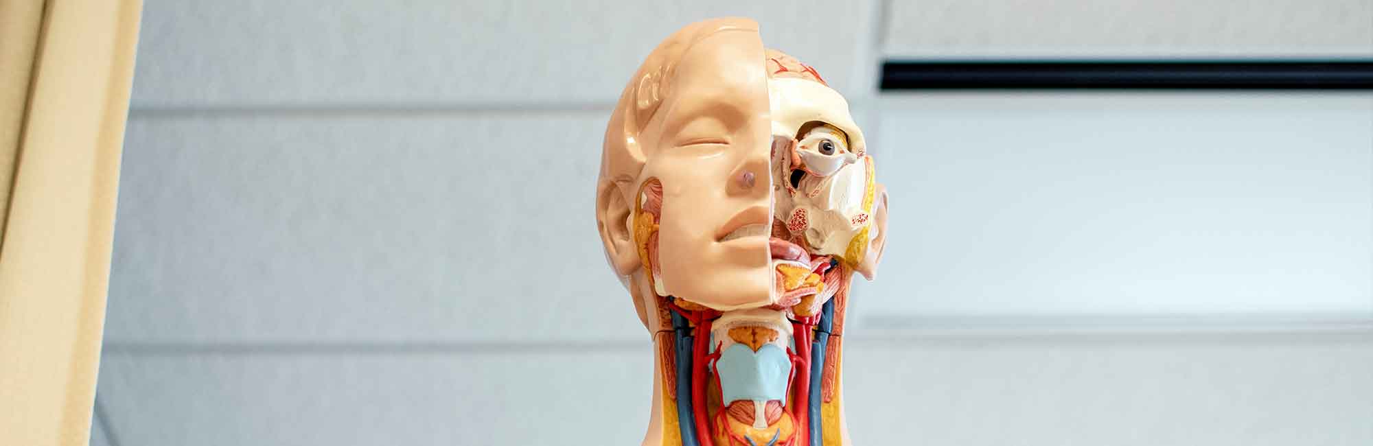 human mannequin for biology science