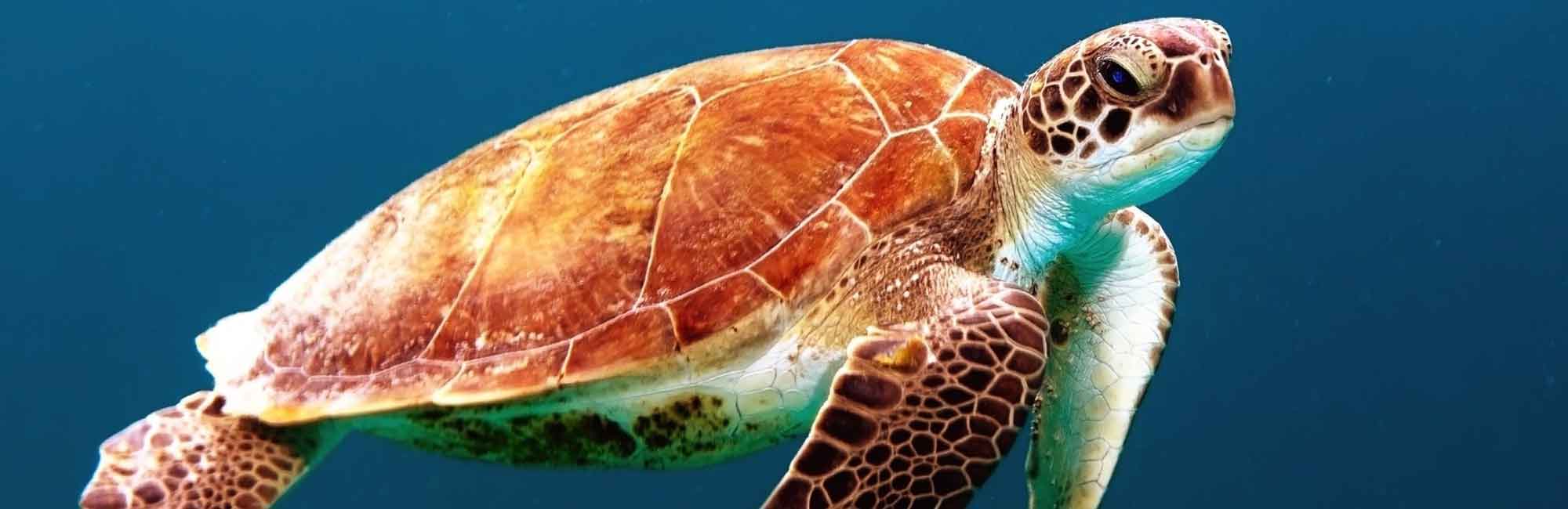 turtle swimming in the ocean
