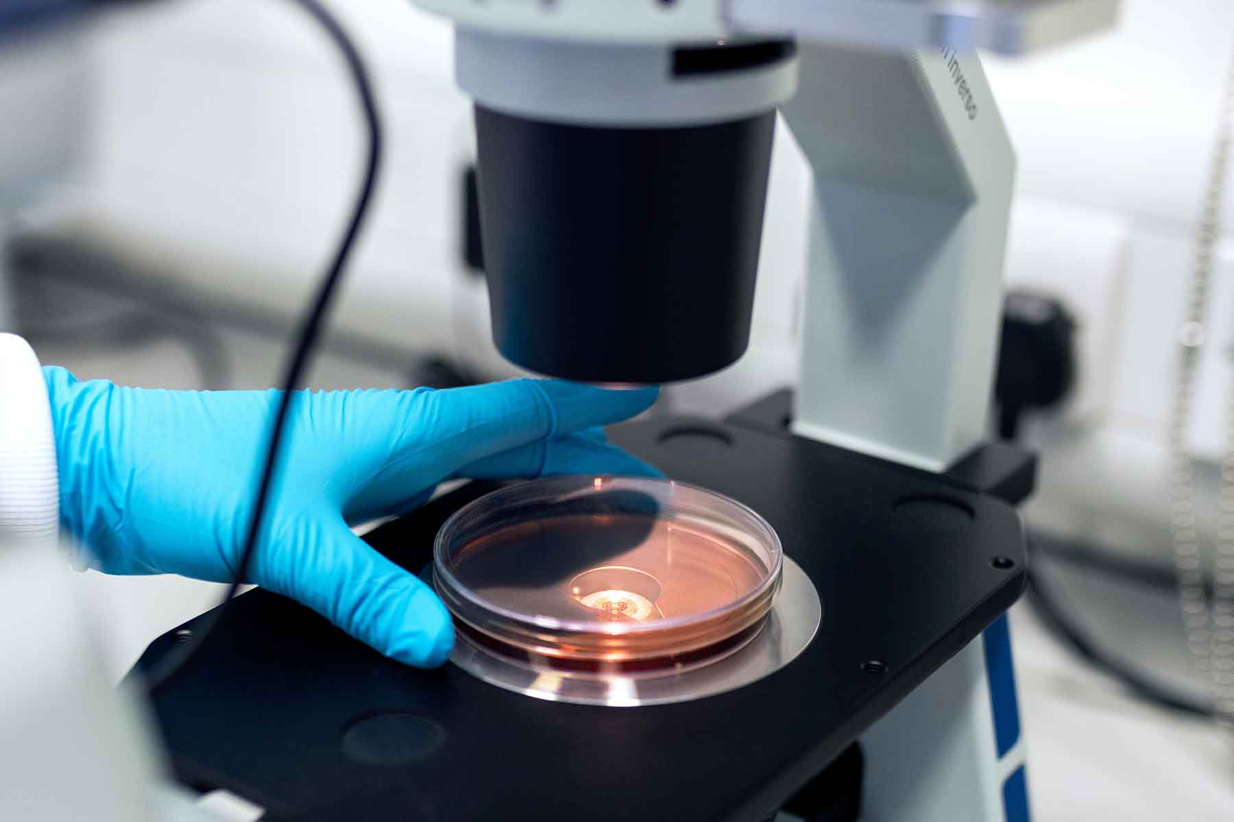 conducting research under a microscope